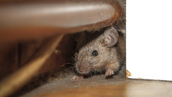 Đuổi chuột an toàn khi nhà có mẹ bầu, trẻ nhỏ
