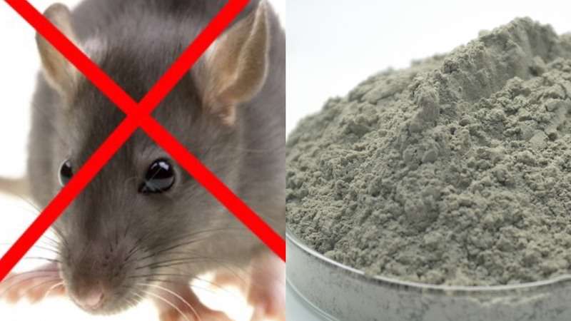 cách diệt chuột bằng xi măng, cách đuổi chuột không cần dùng thuốc