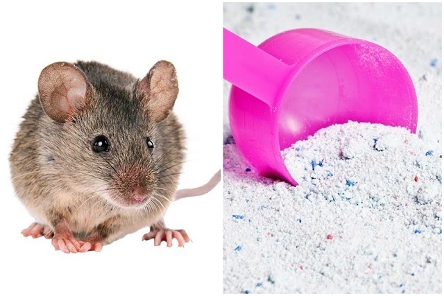 mẹo đuổi chuột hiệu quả, đuổi chuột hiệu quả bằng bột giặt
