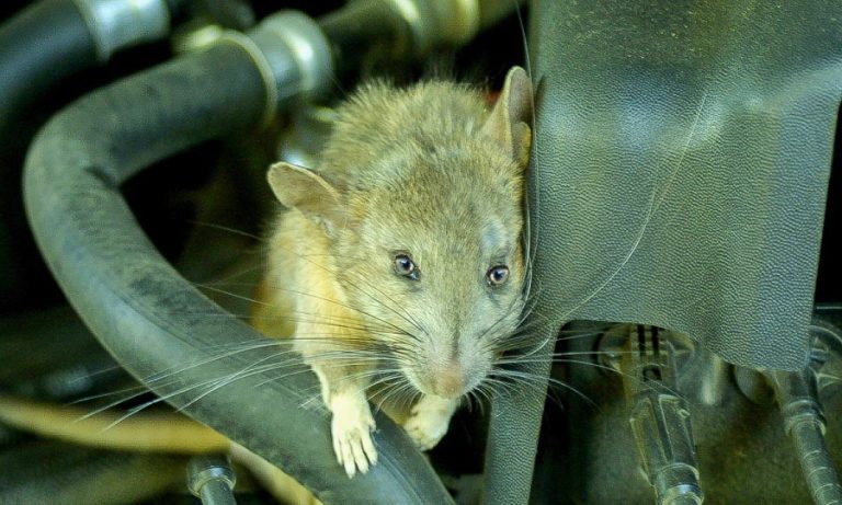 Chuột vào khoang động cơ tăng lên trong mùa đông