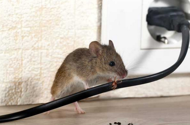 Chuột vào nhà ban đêm là điềm gì? Cách đuổi chuột