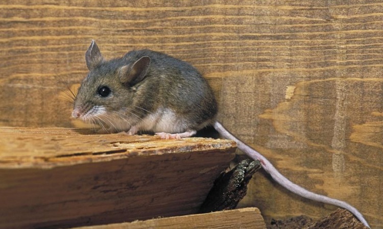 Chuột có nguy hiểm không? Cách đuổi chuột an toàn