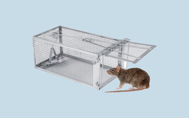 Làm sao để chuột không vào nhà, dùng bẫy đuổi chuột
