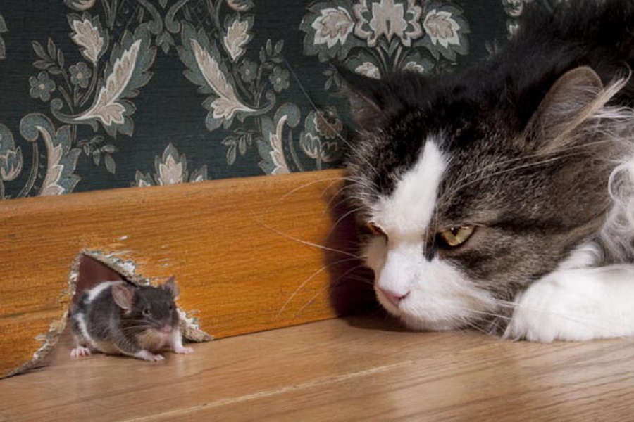 Làm sao để chuột không vào nhà, nuôi mèo đuổi chuột