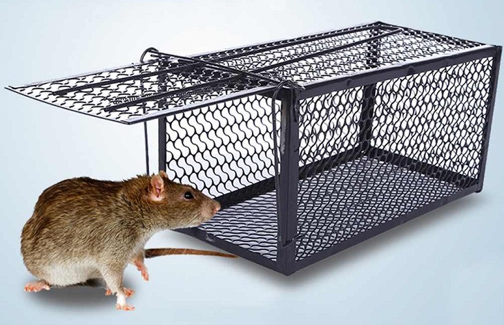 cách đuổi chuột hiệu quả và an toàn nhất, dùng bẫy đuổi chuột