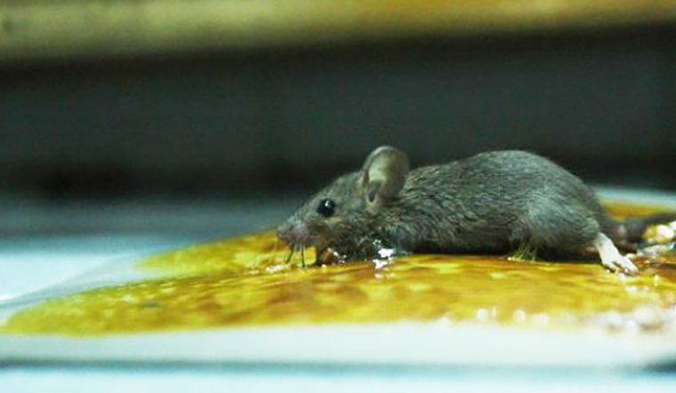 cách đuổi chuột hiệu quả và an toàn nhất, keo dính chuột