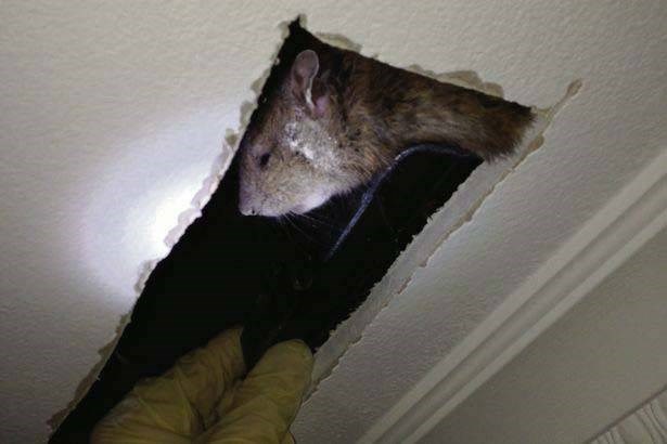 cách đuổi chuột trên trần nhà, xịt đuổi chuột, rat & pest oust