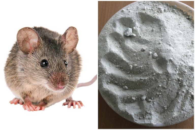 4 cách diệt chuột bằng xi măng và lưu ý khi diệt chuột