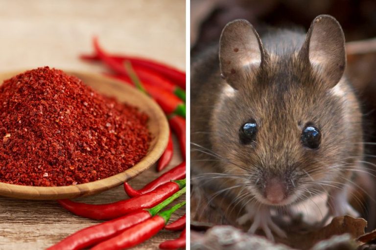 4 cách đuổi chuột bằng ớt bột khiến chuột bỏ đi vĩnh viễn