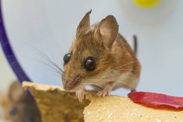 Đuổi chuột bằng cách nào hiệu quả?