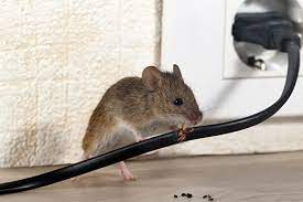 Làm cách nào đuổi chuột ra khỏi nhà?