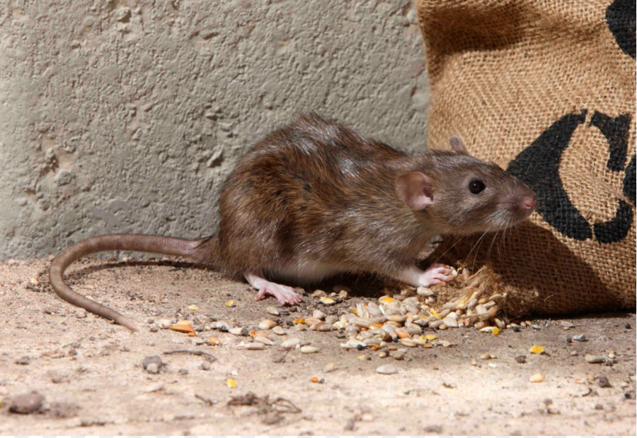 đuổi chuột bằng cách nào hiệu quả, xịt đuổi chuột, Rat & Pest Oust