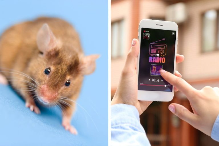 8 App đuổi chuột bằng điện thoại được dùng nhiều nhất hiện nay