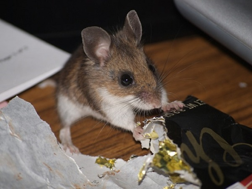 Có cần vệ sinh sạch sẽ nơi chuột ẩn nấp không?