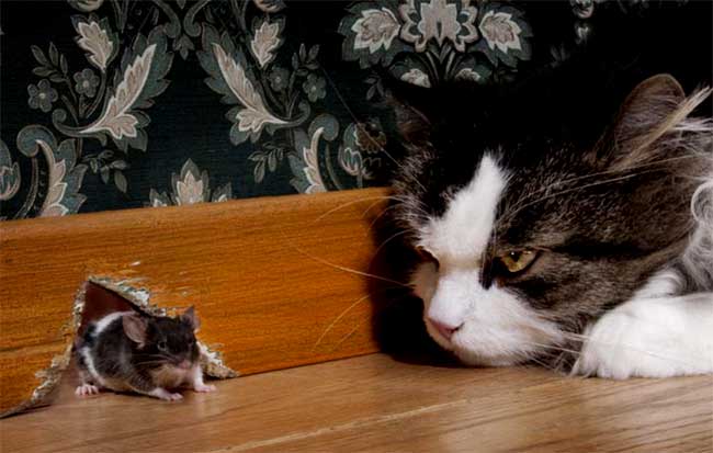 chuột sợ tiếng gì nhất, cách đuổi chuột bằng âm thanh, xịt đuổi chuột, xịt đuổi chuột rat & pest oust