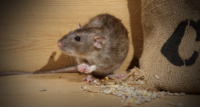 Làm thế nào để nhà luôn sạch chuột khi sống ở nơi ngập chuột?