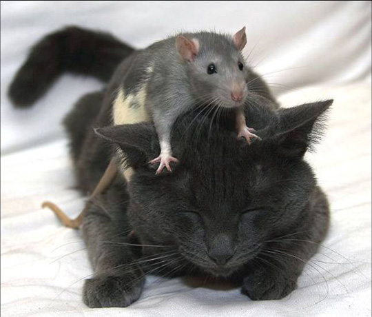 chuột sợ mèo, xịt đuổi chuột, xịt đuổi chuột Rat & Pest Oust