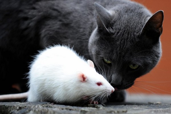 chuột sợ mèo, xịt đuổi chuột, xịt đuổi chuột Rat & Pest Oust