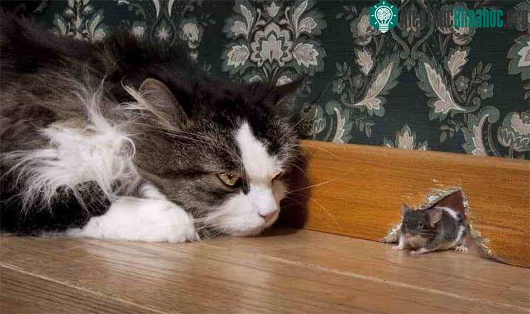 Thực hư chuyện chuột sợ mèo, chuột có sợ mèo như lời đồn?