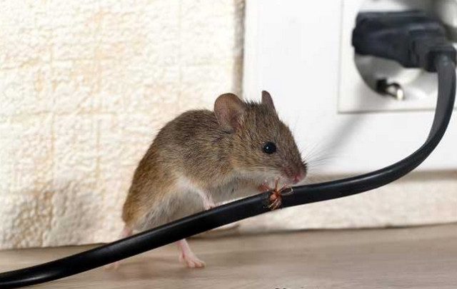 Xịt chuột có làm chuột chết không?