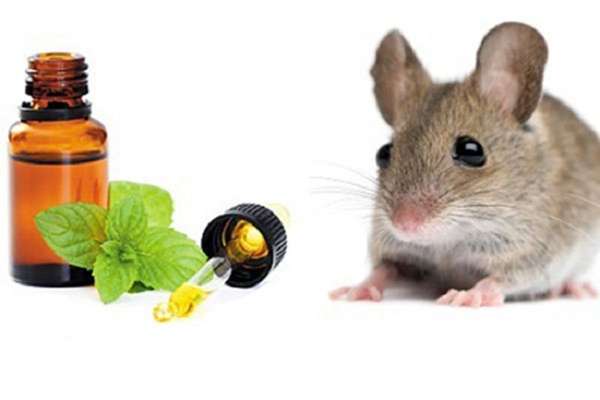 12 cách đuổi chuột bằng phương pháp tự nhiên