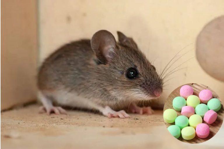 5 cách đuổi chuột bằng long não chắc chắn đuổi chuột thành công