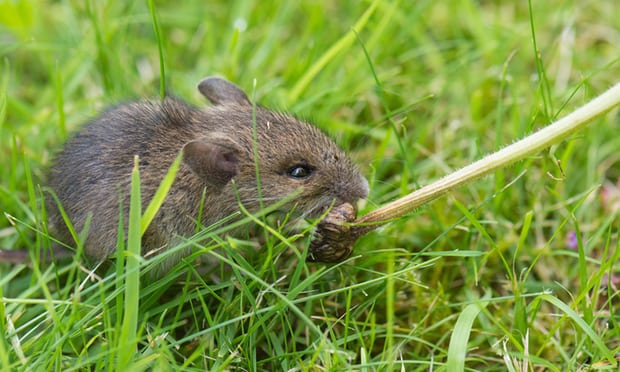 6 cách đuổi chuột khỏi ruộng lúa hiệu quả