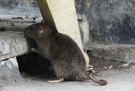 7 cách đuổi chuột cống ra khỏi nhà bằng nguyên liệu tự nhiên