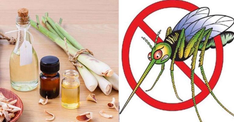 9 cách chống muỗi hiệu quả tức thì từ nguyên liệu tự nhiên