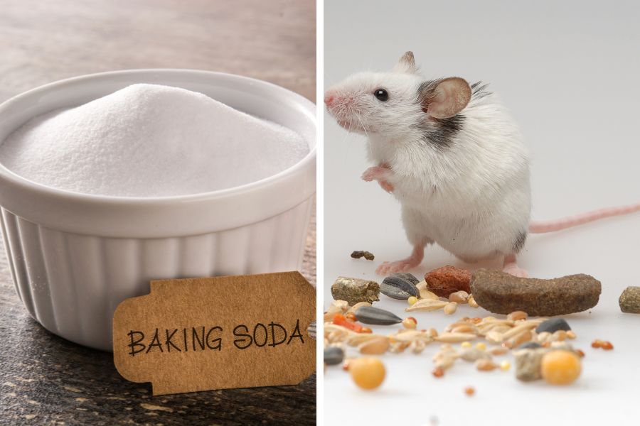 cách diệt chuột bằng baking soda, xịt đuổi chuột, xịt đuổi chuột Rat & Pest Oust