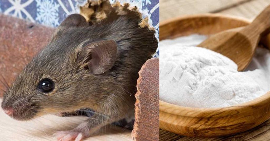 cách diệt chuột bằng baking soda, xịt đuổi chuột, xịt đuổi chuột Rat & Pest Oust