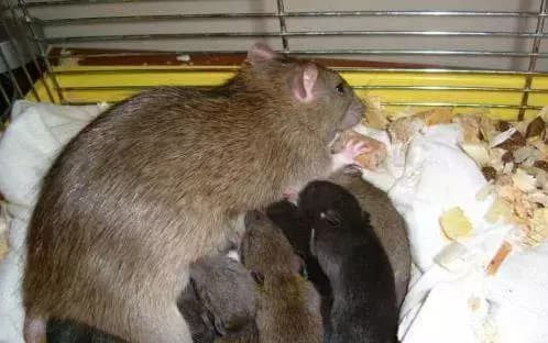 cách đuổi chuột hôi ra khỏi nhà, xịt đuổi chuột, xịt đuổi chuột Rat & Pest Oust