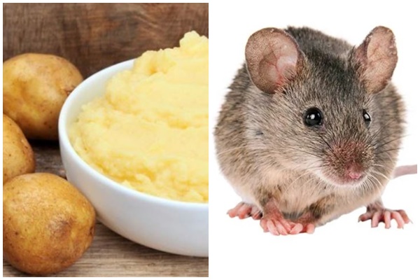 cách diệt chuột bằng khoai tây, cách đuổi chuột bằng khoai tây, xịt đuổi chuột, xịt đuổi chuột Rat & Pest Oust