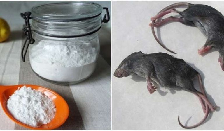 Hướng dẫn chi tiết cách diệt chuột bằng baking soda