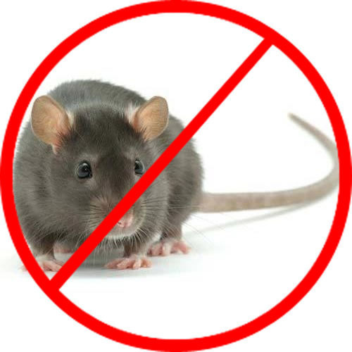 Bật mí 7 cách diệt chuột an toàn với người và vật nuôi