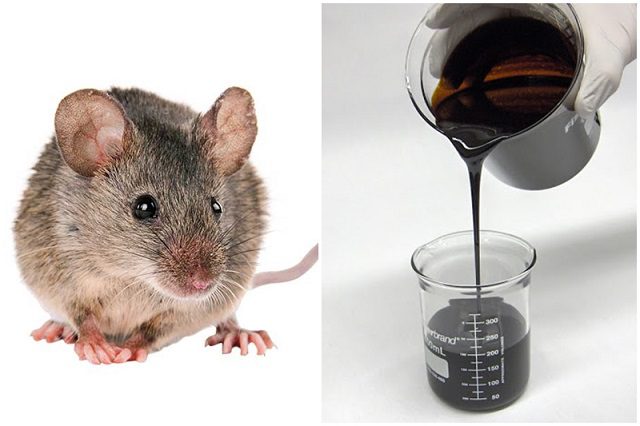 cách diệt chuột an toàn, cách diệt chuột, xịt đuổi chuột, xịt đuổi chuột Rat & Pest Oust