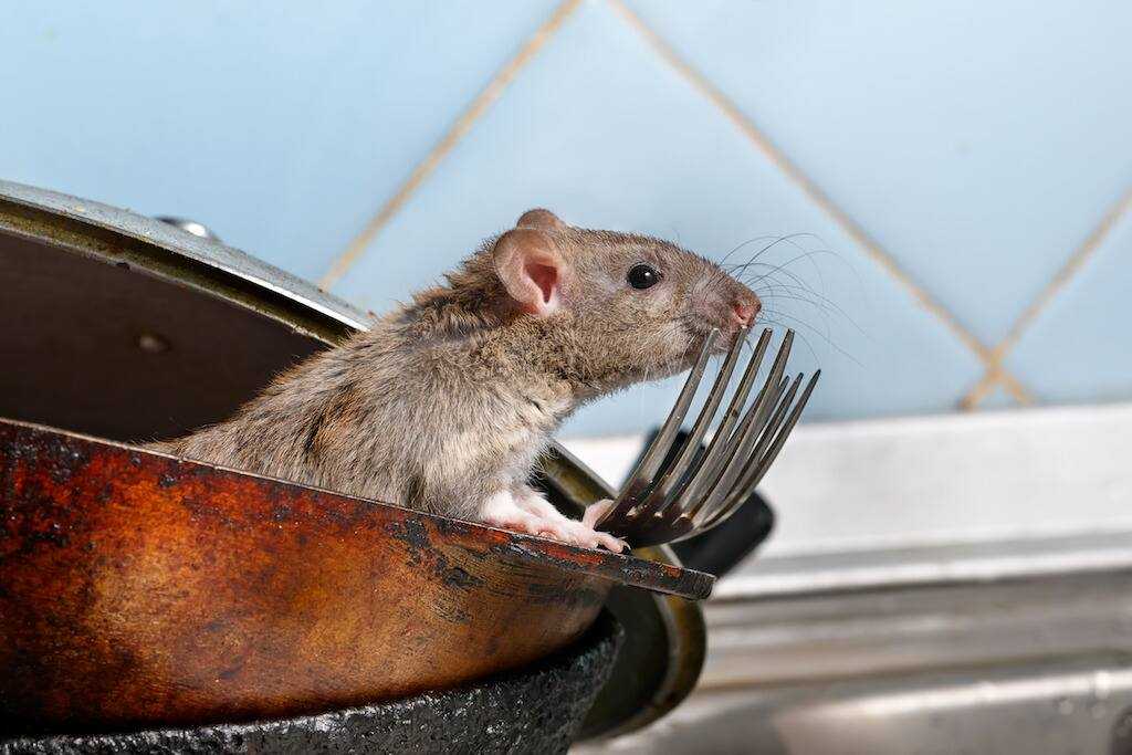 cách diệt chuột, cách diệt chuột chũi, cách diệt chuột chù, xịt đuổi chuột, xịt đuổi chuột Rat & Pest Oust