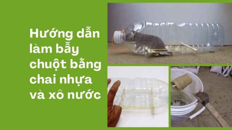 Cách làm bẫy chuột bằng chai nhựa và xô nước