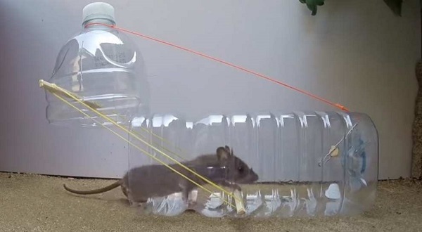 cách bẫy chuột bằng chai nhựa