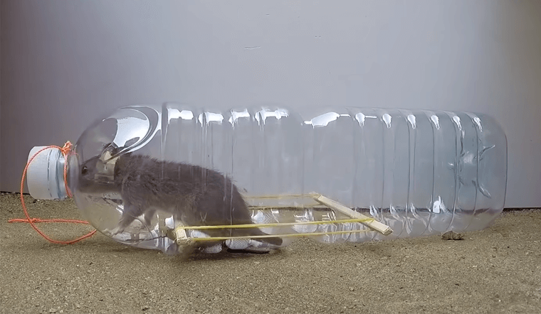 cách làm bẫy chuột bằng chai nhựa và xô nước, làm bẫy chuột bằng chai nhựa