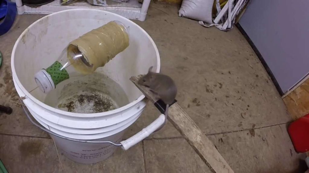 cách làm bẫy chuột bằng chai nhựa và xô nước, cách làm bẫy chuột bằng thùng sơn
