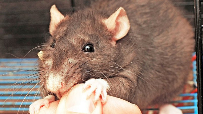 chuột gây ra bệnh gì, bị chuột cắn nhẹ có sao không, bị chuột cắn ở ngón tay có sao không, bị chuột cắn khi ngủ, lỡ ăn thức ăn bị chuột gặm có sao không, máu chuột có độc không, chuột cắn chảy máu có sao không