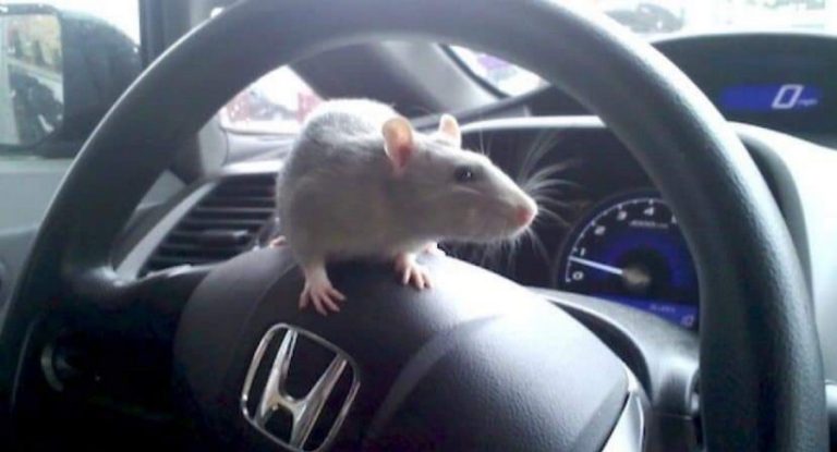 Cách đuổi chuột hiệu quả trên ô tô chủ xe phải biết