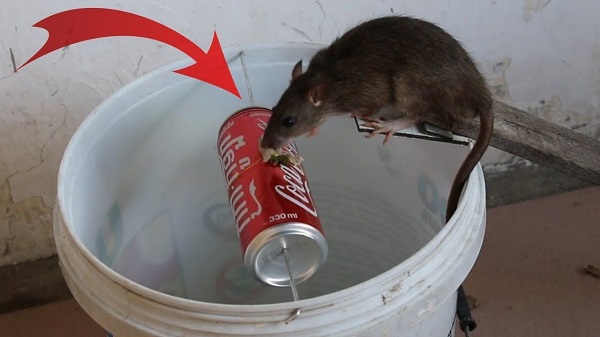 cách làm bẫy chuột bằng thùng sơn, cách làm bẫy chuột thông minh
