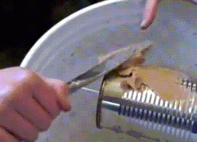 cách làm bẫy chuột với xô nước, cách làm bẫy chuột, cách làm bẫy chuột với thùng sơn