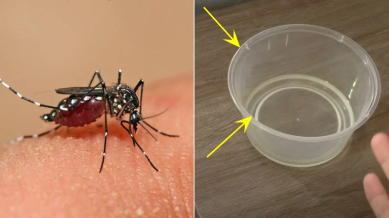 Cách đuổi muỗi và côn trùng thay thế hoá chất độc hại