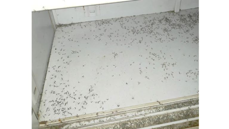Nguyên nhân nhà nhiều muỗi và cách đuổi muỗi an toàn