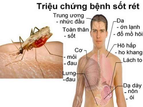 cách diệt muỗi anophen