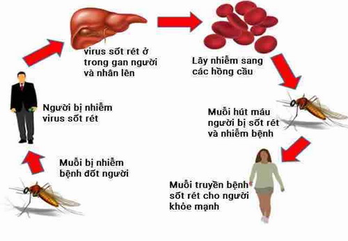 sốt rét, cách phòng tránh bệnh sốt rét, xịt chống muỗi thiên nhiên, xịt chống muỗi