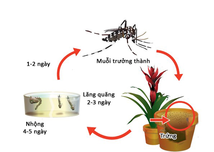 ấu trùng muỗi. bọ gậy muỗi, lăng quăng muỗi